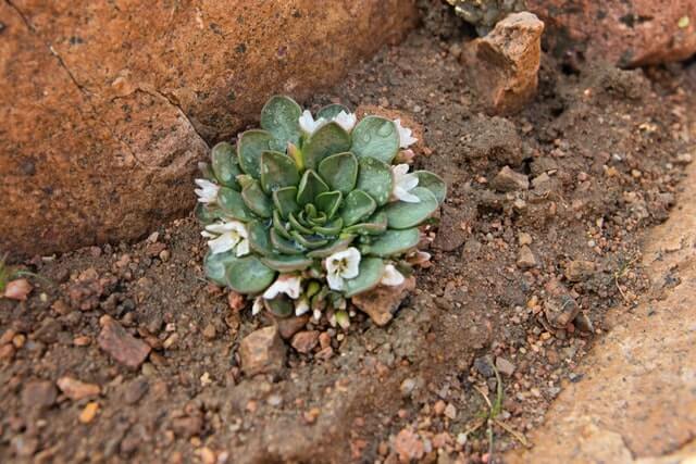 succulent grown outdoor