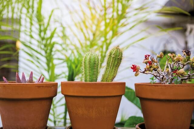 succulent pot