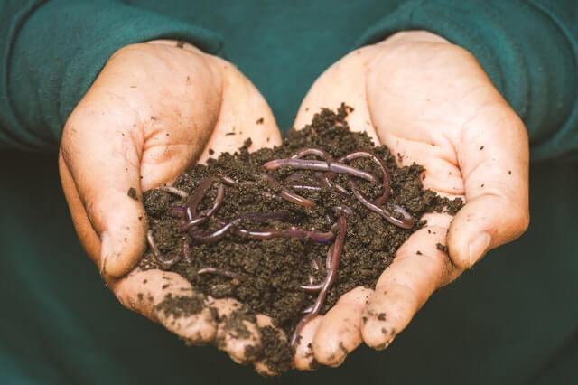 earth worms used for vermicomposting