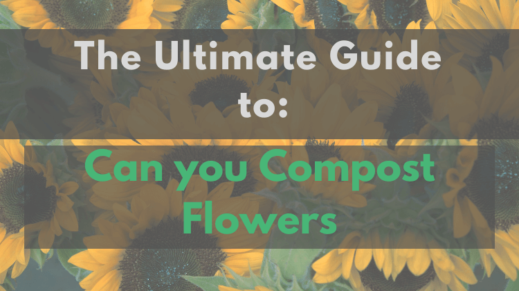 Featured Image- Can you compost flowers