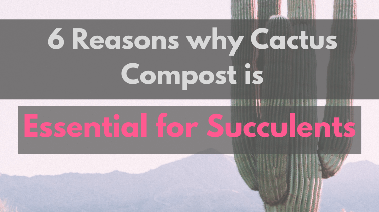 Cactus Compost- Featured Image