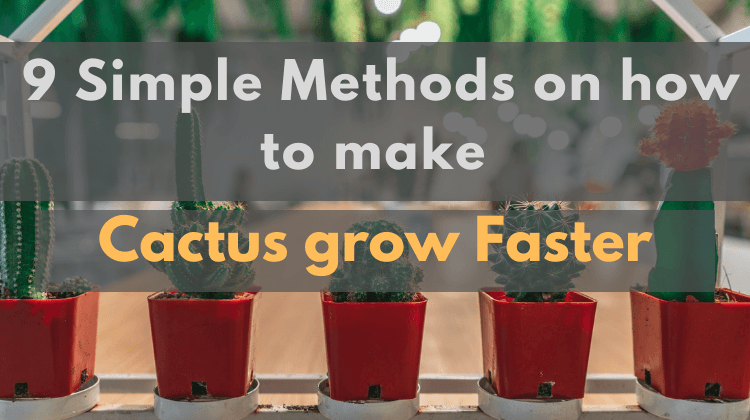 Featured Image- How to make cactus grow faster