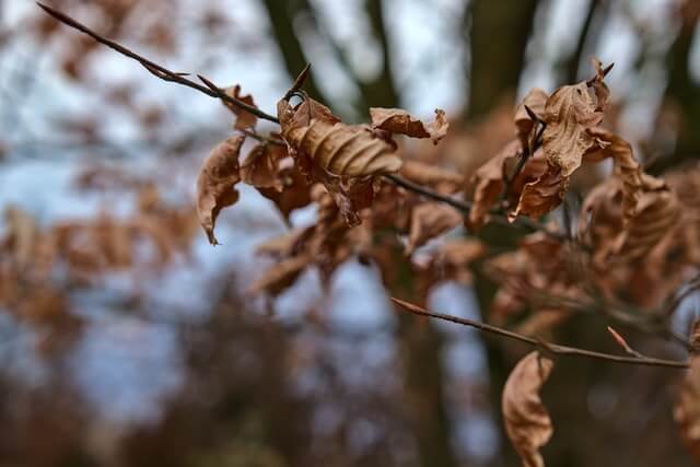 brown leaves compost