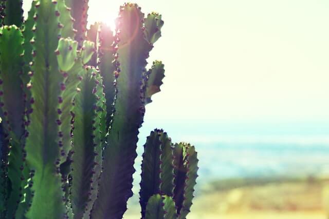 cactus growing in the sun