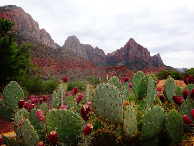 cactus grown in dry areas