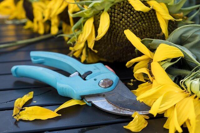 deadheading petals