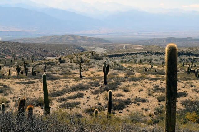 cactus grown in desert