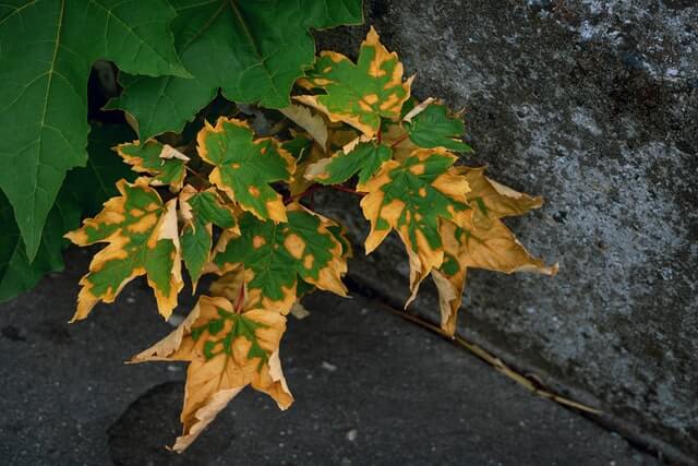 plant leaves discoloured/yellow