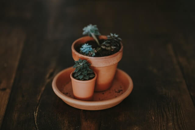 plant grown in drainage pots