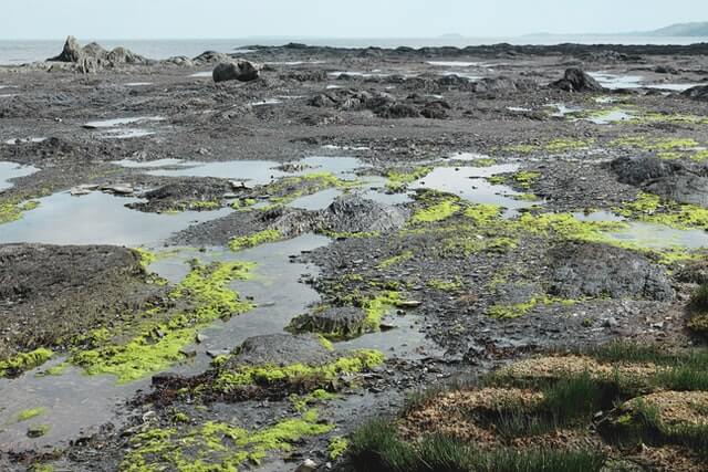 random algal blooms