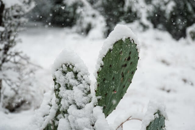 cactus left in the snow