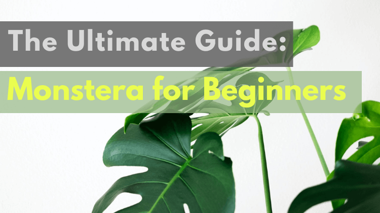 Featured-image-Monstera-for-Beginners