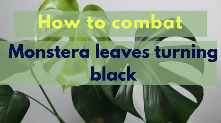 monstera leaves turning black