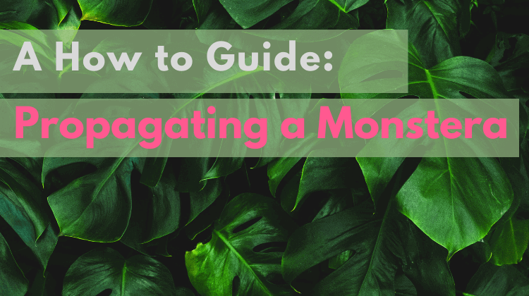 Featured image- Propagating a Monstera