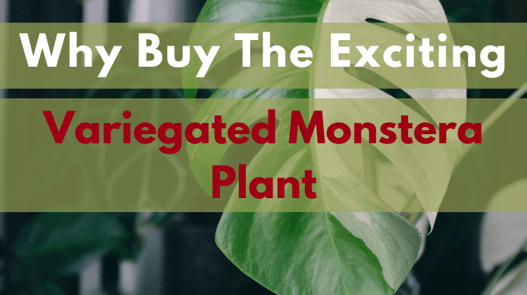 Featured image variegated Monstera plant