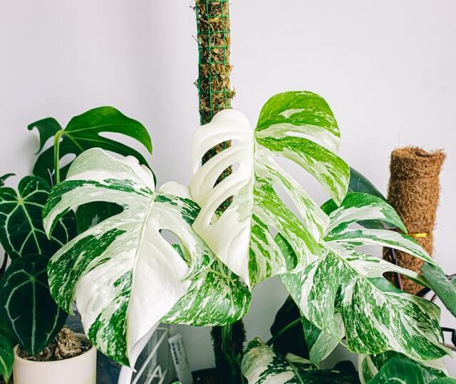 Monstera Albo plant