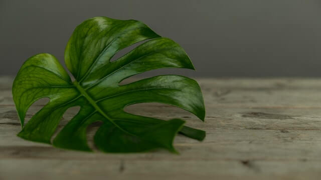 Monstera Deliciosa Variegated