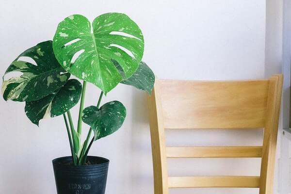 Monstera Thai Constellation Variegation  Plant