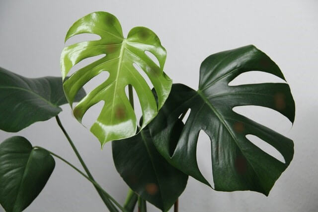 monstera leaves turn black