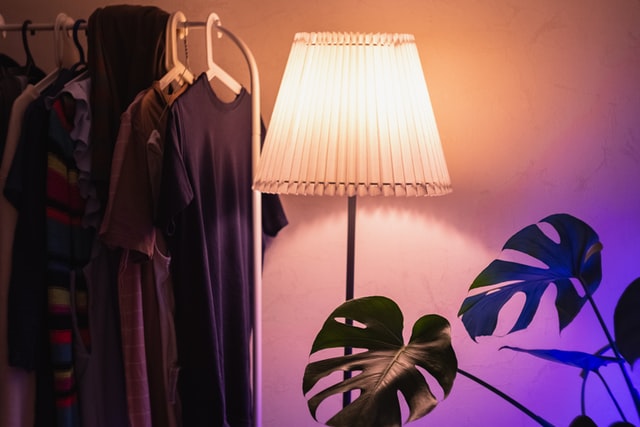 plant under light and warmth