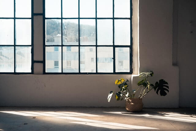 Monstera near windowsill