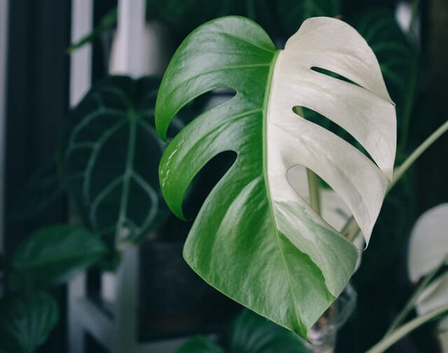 monstera leaves fading