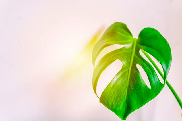 closeup of leaf warm Monstera