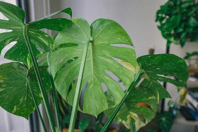 monstera leaves scorched. 