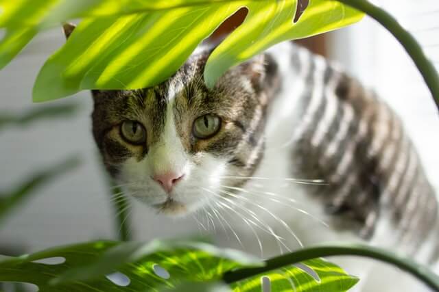 Monstera toxic to animals