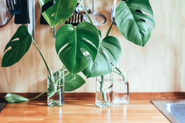 propagate monstera