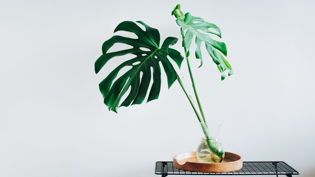 monstera cutting in clear jar with two or more leaves