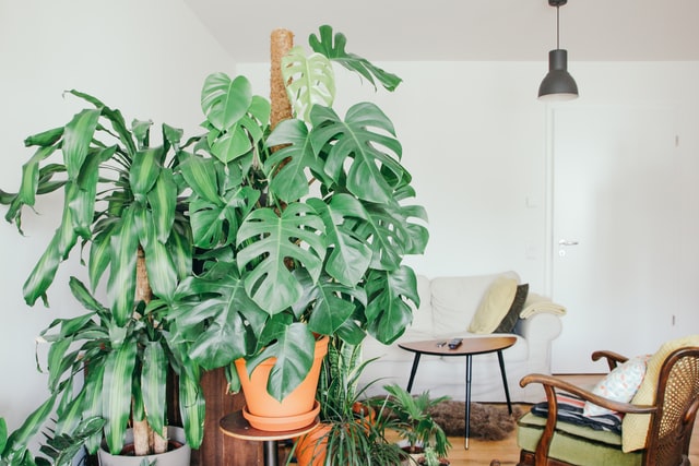 monstera growing wild and needs pruning