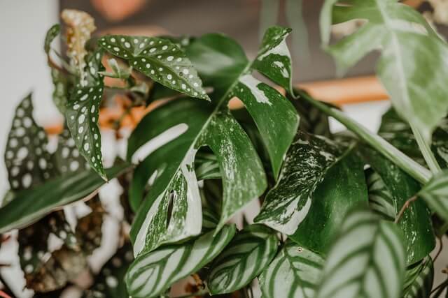 variegated Monstera plant