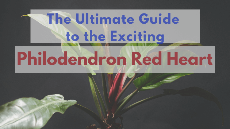 Featured image Philodendron Red Heart