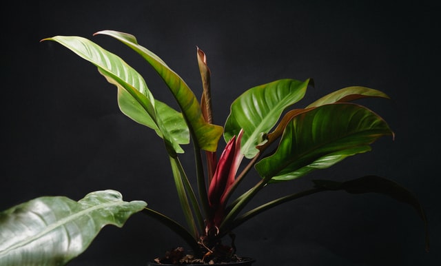  Philodendron Red Heart
  
