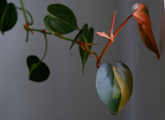 Philodendron Red Heart 