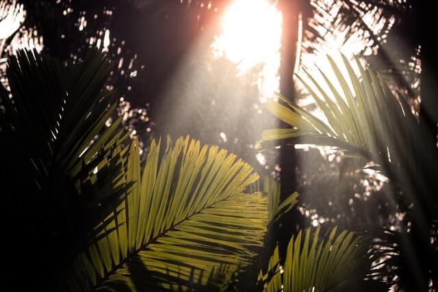plant light
