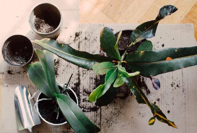 plant repotting