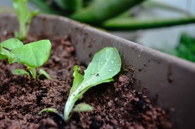 moist soil