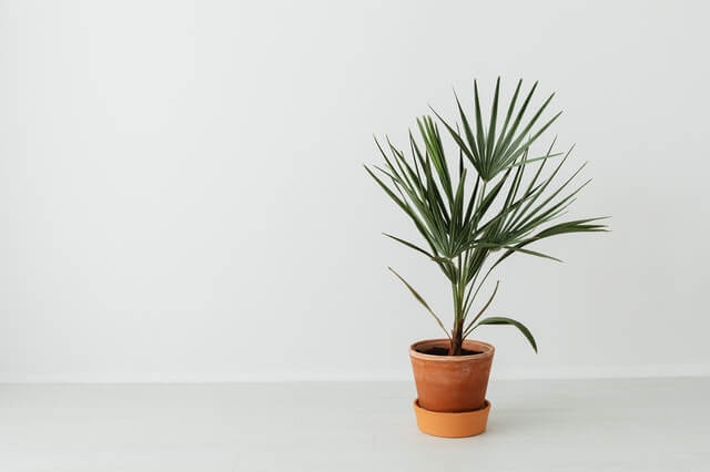 terra cotta pot for red heart