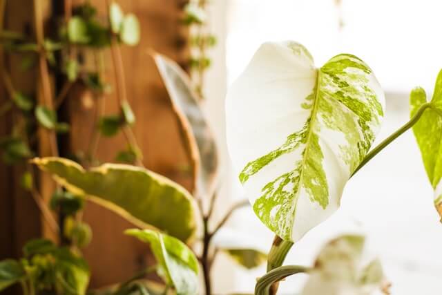 variegated monstera