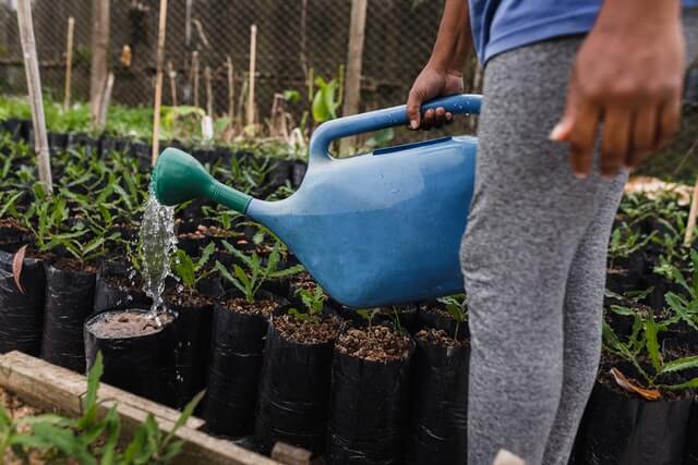 watering plants- care for plants