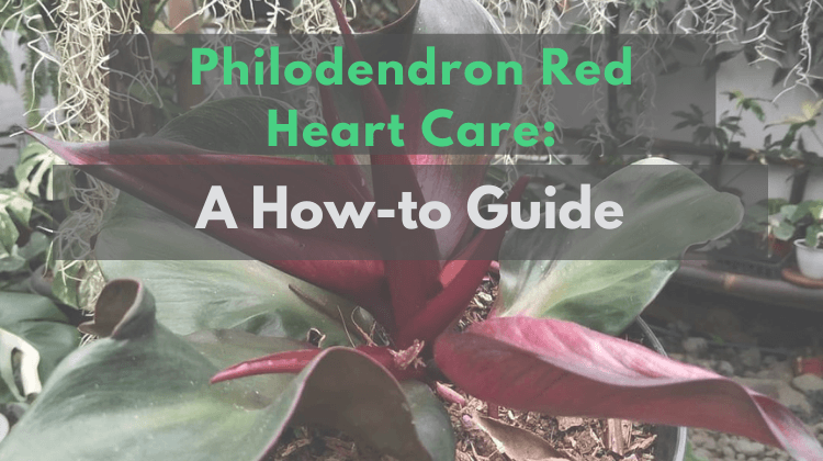 Featured image- Philodendron Red Heart Care