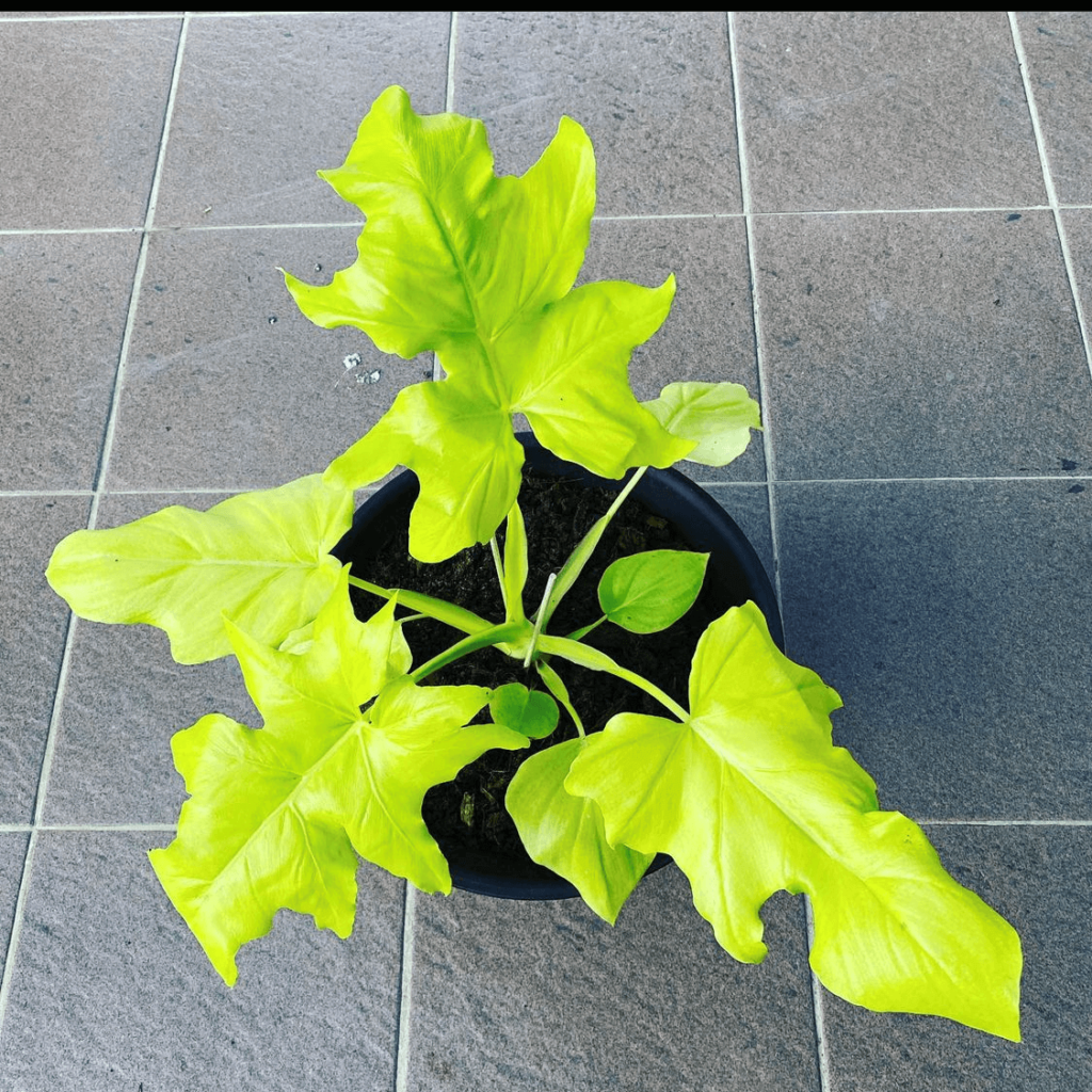 beautiful Philodendron Selloum Gold