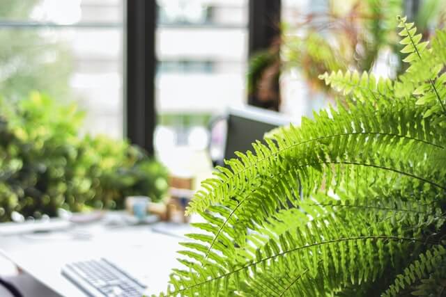 low maintenance hanging plant- boston fern