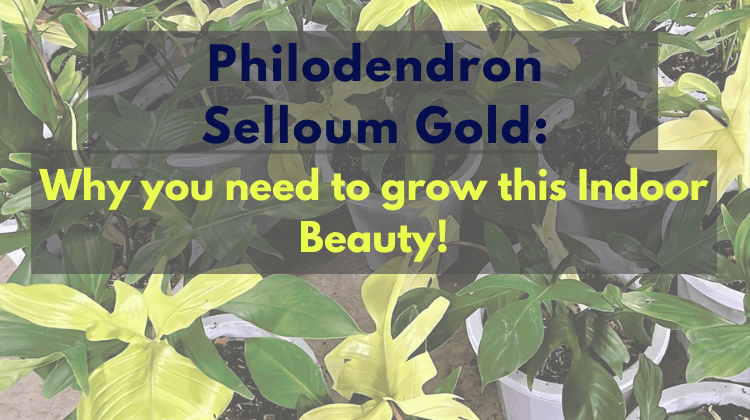 Philodendron Selloum Gold
