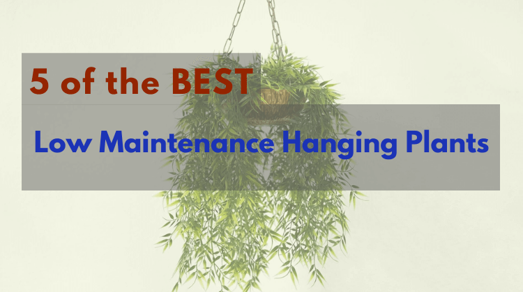 Featured image- Low Maintenance Hanging Plants