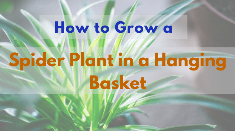 Spider Plant Hanging Basket Featured Image