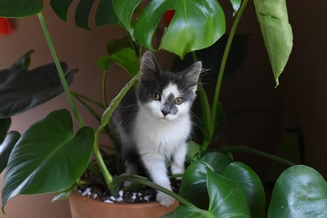 cat close to plant