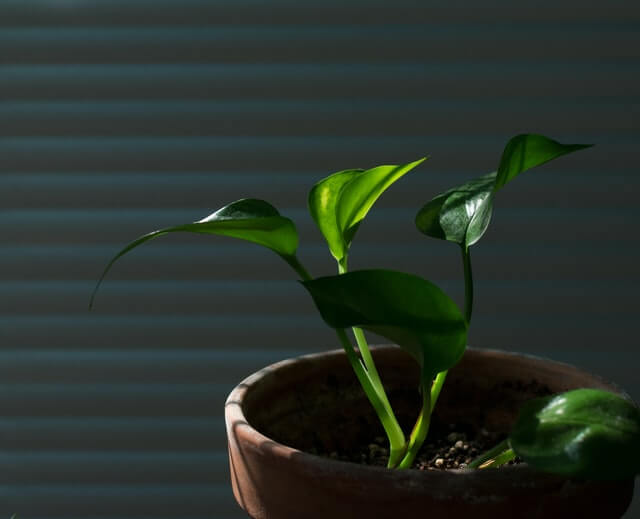 Scindapsus Aureum grown in light